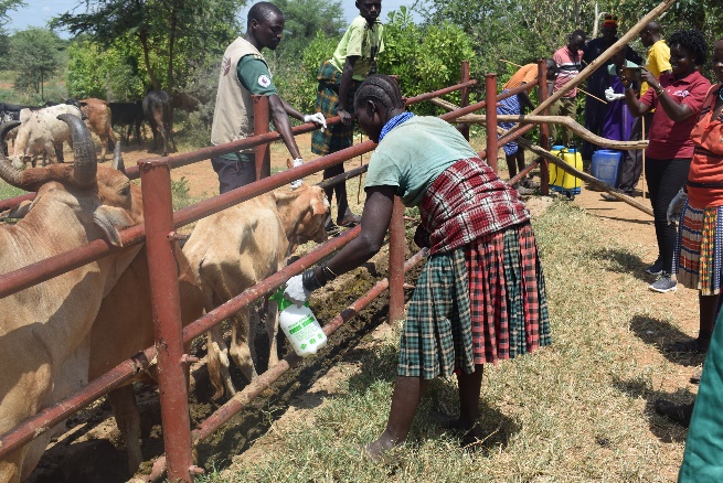 Animal health vaccination