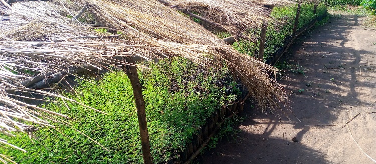 Indigenous tree planting