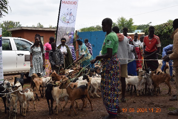 Livestock restocking distribution to pastoral women
