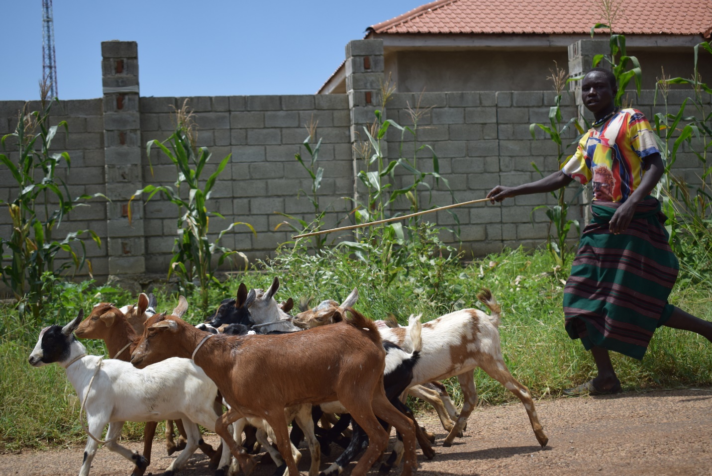 Goats distribution to pastoral women