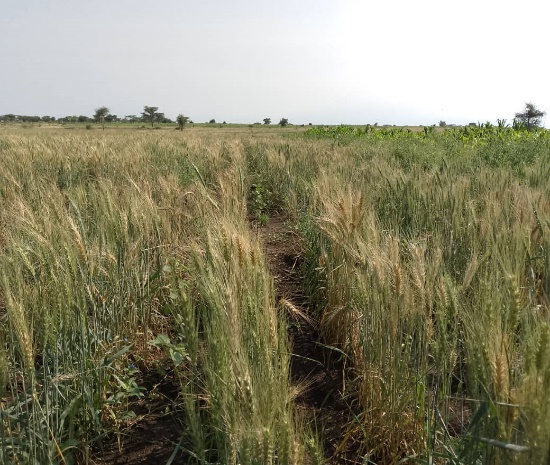 Wheat growing trial with farmers